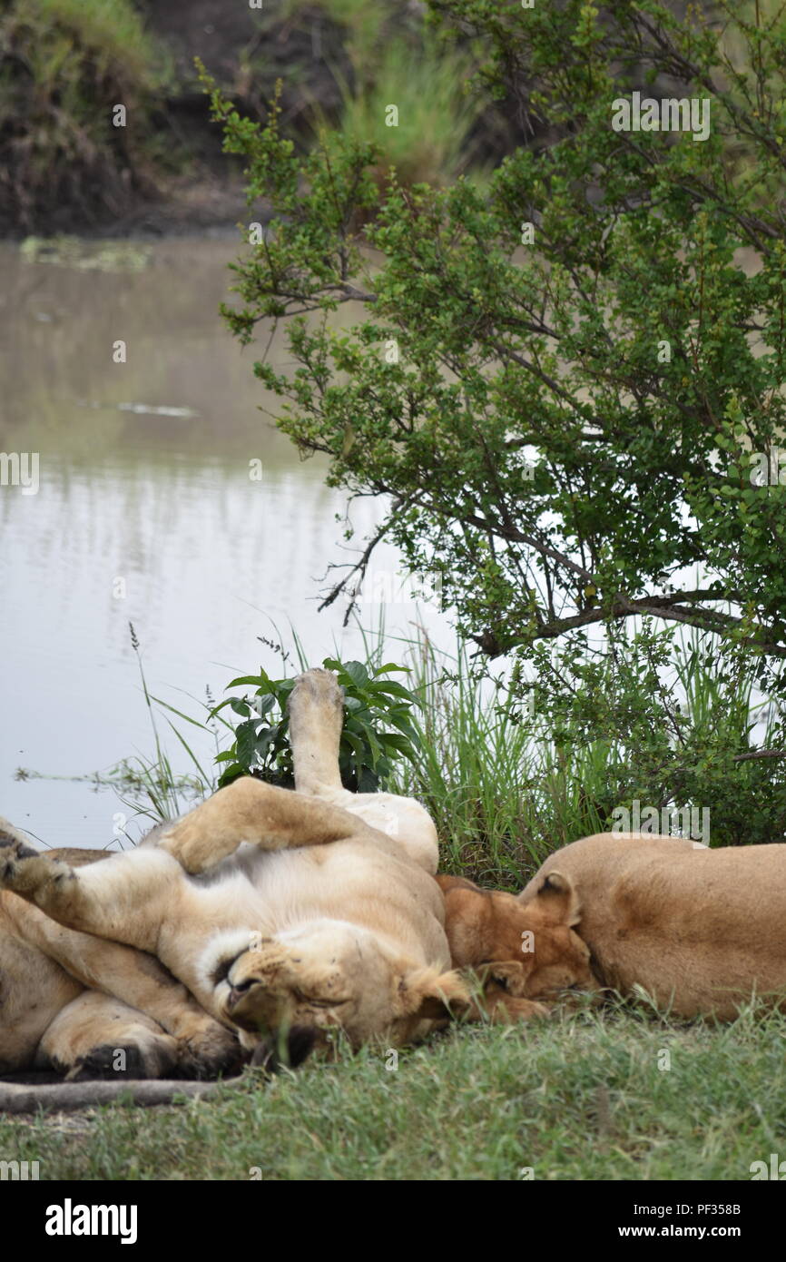Les Lions la sieste au bord de l'eau Banque D'Images