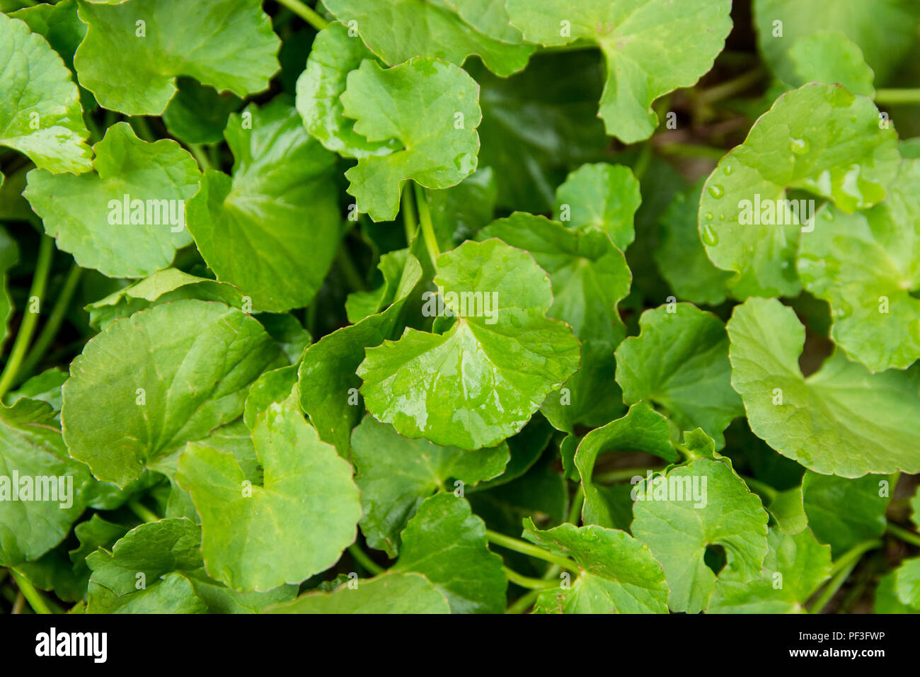 Gotu kola, l'Asiatique ombelle ombelle indienne, fond vert feuille Banque D'Images