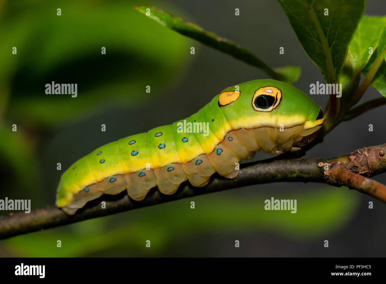 Caterpillar - Papilio machaon Spicebush troilus Banque D'Images