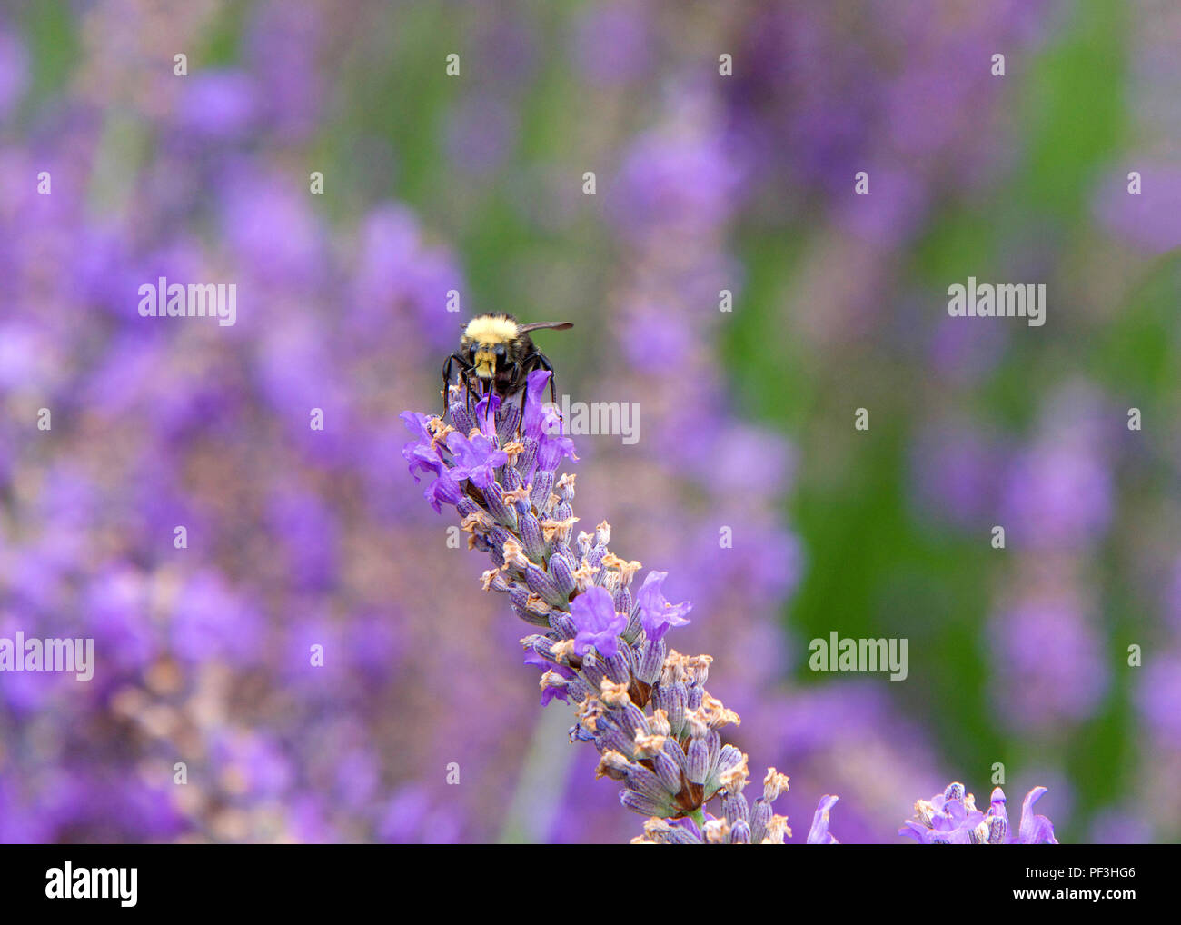 Bourdon la collecte du pollen de fleurs de lavande française, face à l'avant. Les bourdons ont couvert de corps rond doux cheveux appelé pile, les rendant Banque D'Images