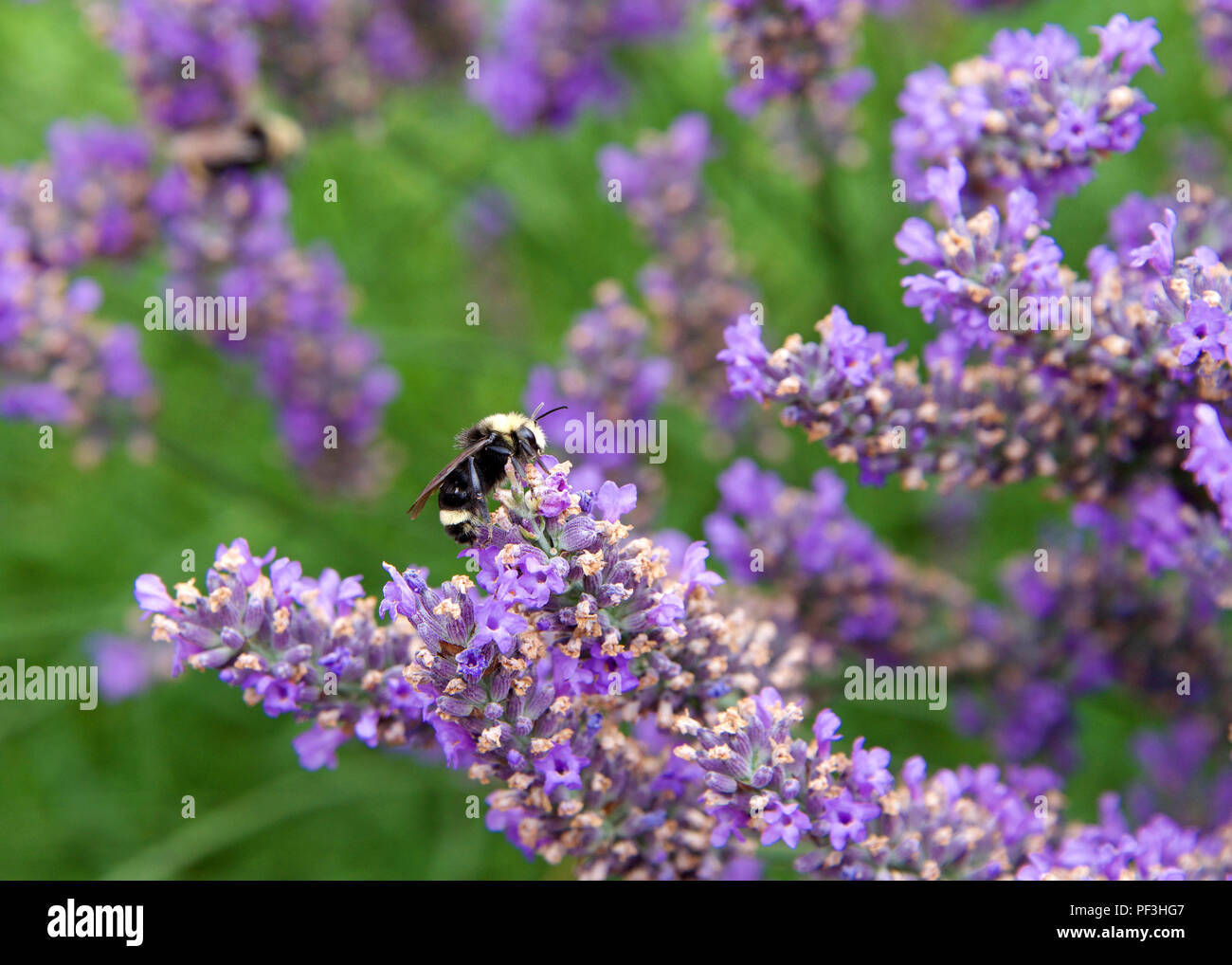 Bourdon la collecte du pollen de fleurs de lavande française. Les bourdons ont couvert de corps rond doux cheveux appelé pile, les faisant apparaître et se sentir Banque D'Images