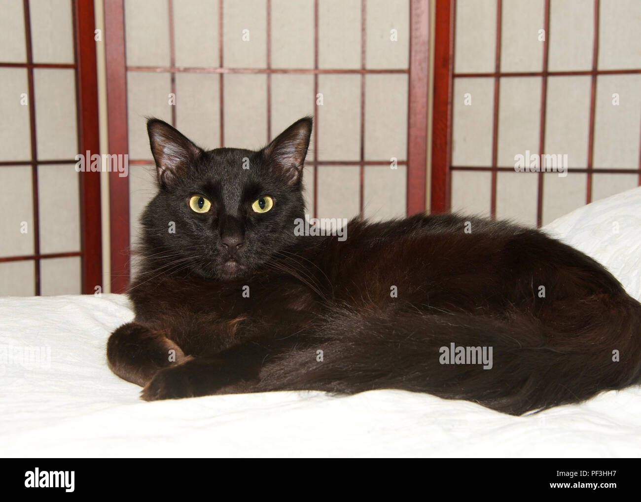 Tous les poils longs chat noir portant sur un couvre-lit en bois blanc avec  écran en arrière-plan, à au spectateur Photo Stock - Alamy