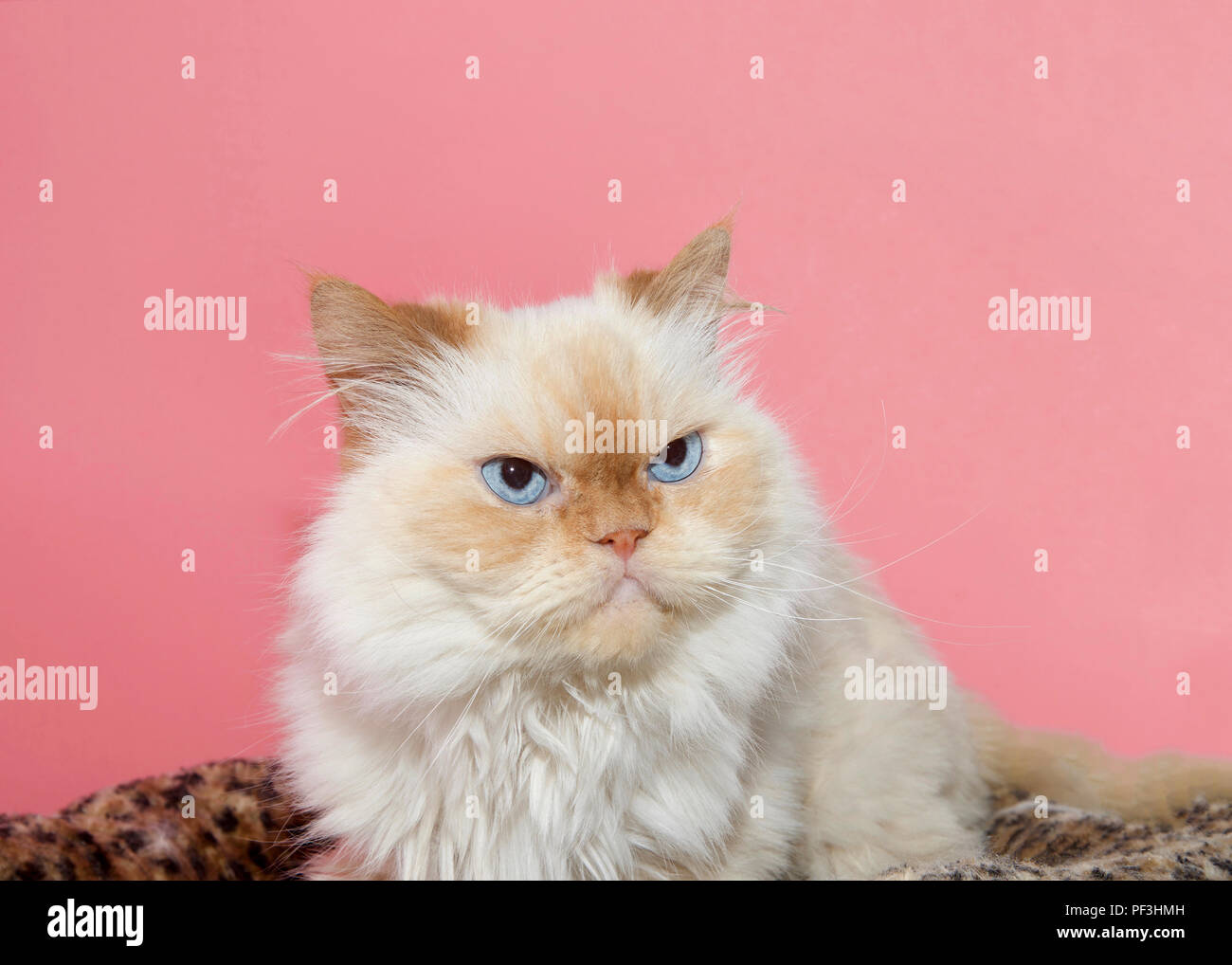 Portrait d'une couleur crème visage Peke-persan, qui a un visage extrêmement plate. Ressemble à un chat grognon. Fond rose Banque D'Images