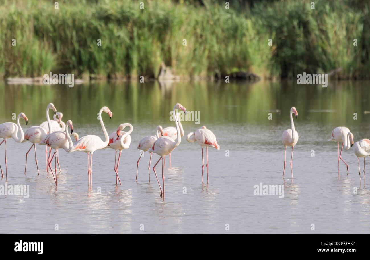 Un pat de flamants roses de patauger dans l'eau saumâtre de la Camargue, une zone humide en France. Banque D'Images