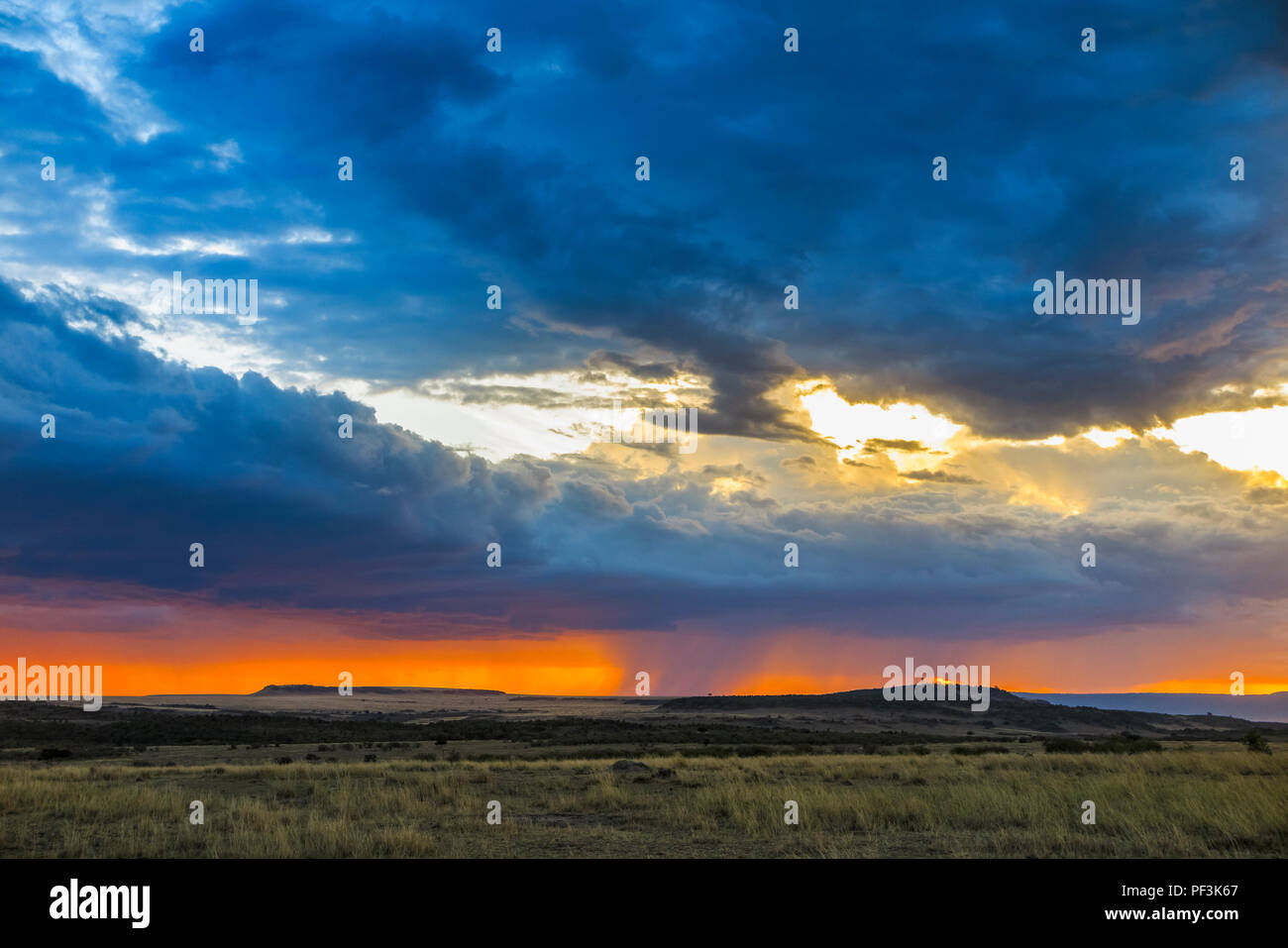 Paysage panoramique vue : gris dramatique nuages de tempête de recueillir plus d'un horizon d'orange dans la savane avec pluie imminente au coucher du soleil, Masai Mara, Kenya Banque D'Images