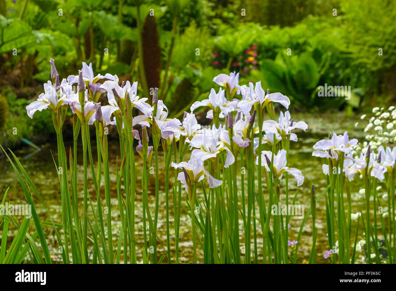 Vue rapprochée de l'amour de l'eau bleu pâle lilas du printemps au milieu de l'été, la floraison de l'iris du Missouri Iris missouriensis au RHS Gardens, Wisley, Surrey Banque D'Images