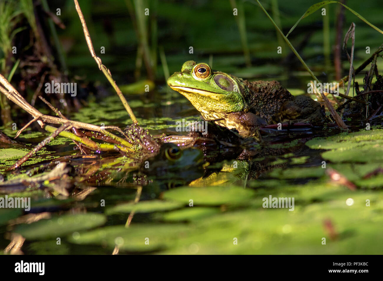 (Lithobates catesbeianus grenouille taureau américain) - Indian Point Trail - Le Jardin des Dieux, Shawnee National Forest, Illinois, États-Unis Banque D'Images