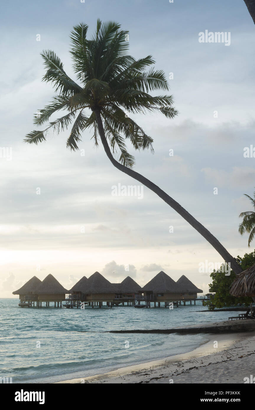 Palmier avec bungalows sur pilotis à l'Intercontinental Le Moana resort de Bora Bora, Polynésie française. Banque D'Images