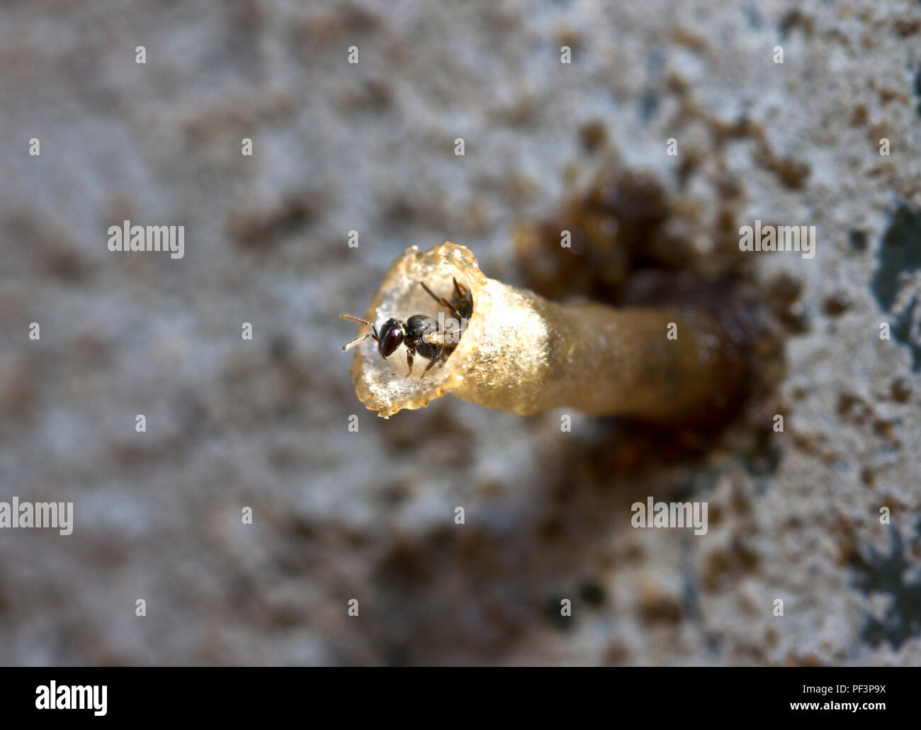 La minuscule petites abeilles sans dard est commune et répandue. Souvent désignés comme des abeilles notamment en zone sèche à peine ils animaux dans la quête pour preciou Banque D'Images