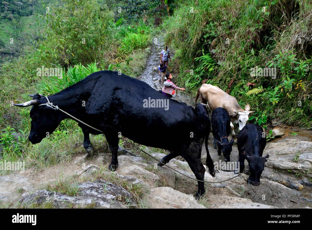 Boeuf Sauvage De L Inde 4 Lettres Taureau d'argile Banque de photographies et d'images à haute résolution -  Page 7 - Alamy