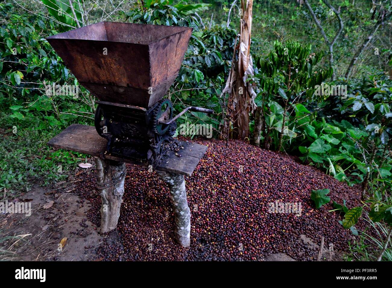 Machine à pâte- de la récolte du café à la frontière de l'Equateur - ZUNGA -San Ignacio- département de Cajamarca au Pérou. Banque D'Images