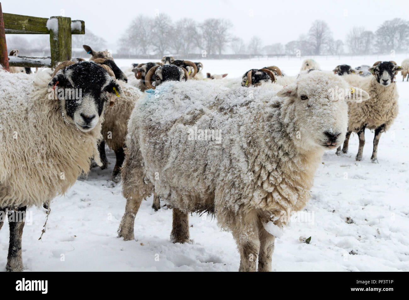 Les moutons attendent leur alimentation au cours de l'hiver sévère connue comme la "bête de l'Est Part 2", le comté de Durham, Royaume-Uni Teesdale Banque D'Images