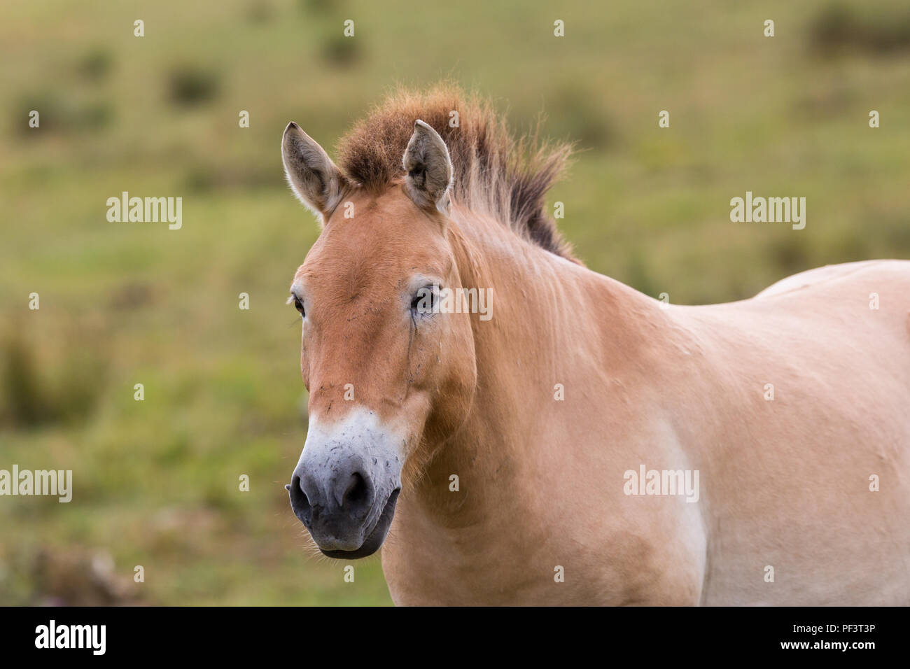 Portrait de l'un de chevaux sauvages de Przewalski, fond vert naturel Banque D'Images