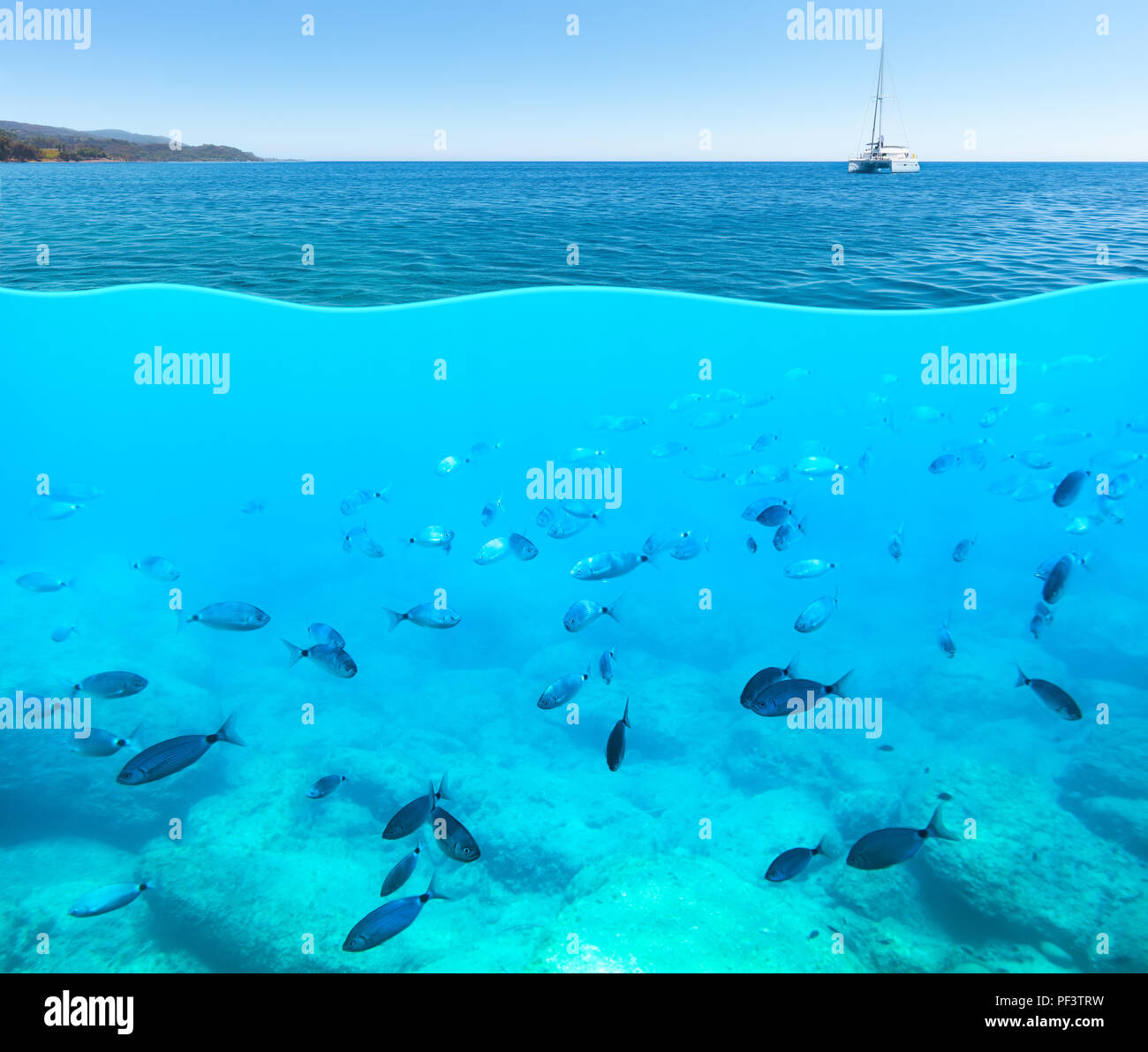 Vue sous-marine et de surface de la mer Méditerranée.Groupe de poissons dans l'eau. La faune de la mer. Banque D'Images