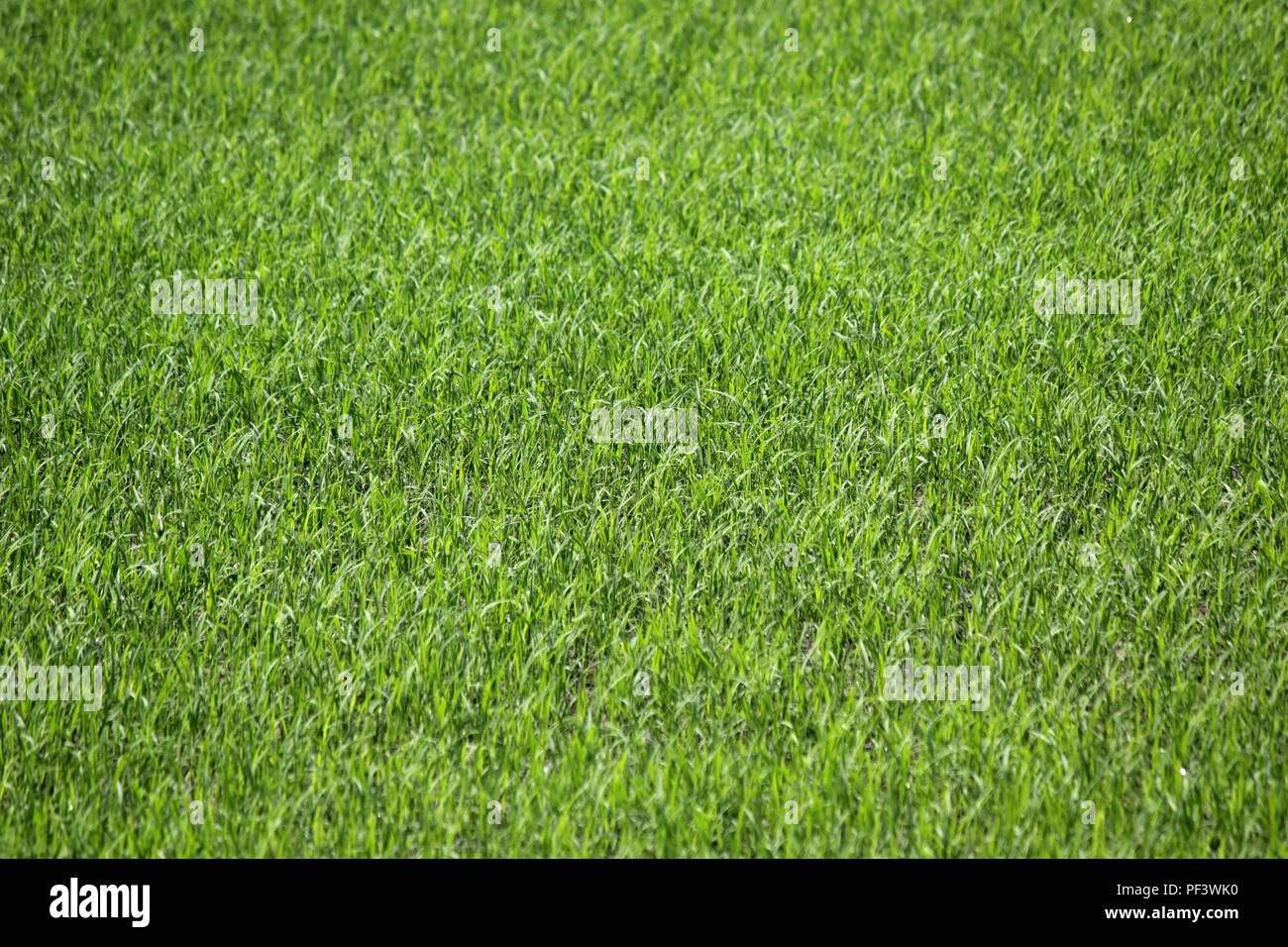 Photo de l'herbe bien verte comme arrière-plan ou de texture Banque D'Images