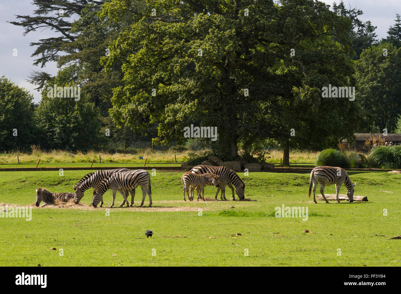 Les zèbres sur le Lecteur Safari au Parc Safari de Longleat. Banque D'Images