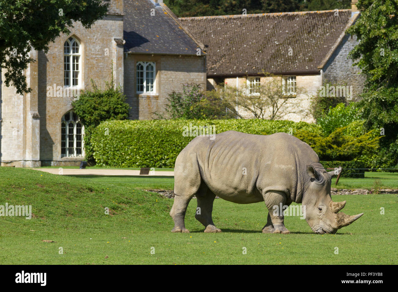 Rhinocéros blanc à Longleat Safari Park, Wiltshire, Angleterre. Banque D'Images