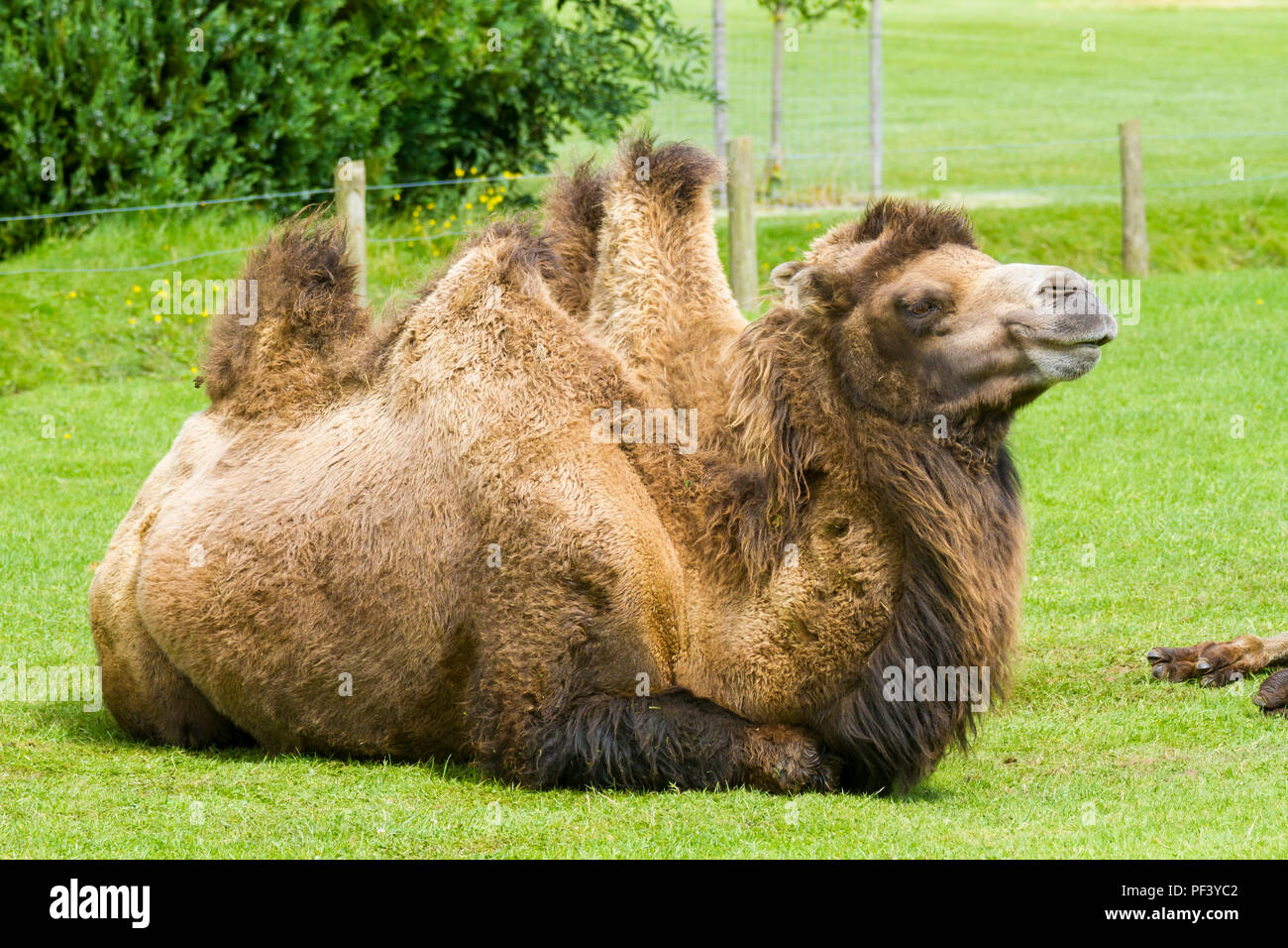 Camel à Longleat Safari Park Banque D'Images