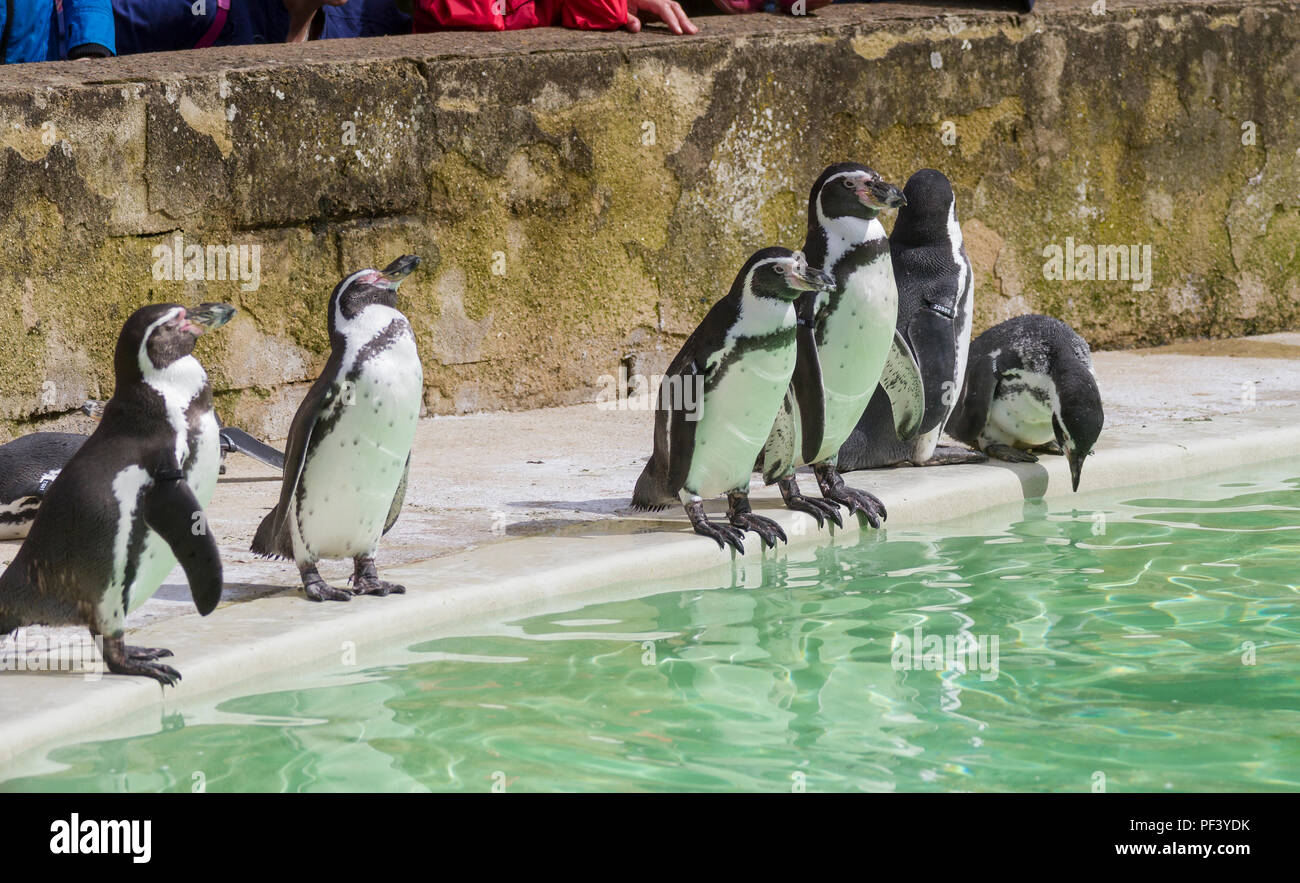 Pingouins à Longleat Safari Park Banque D'Images