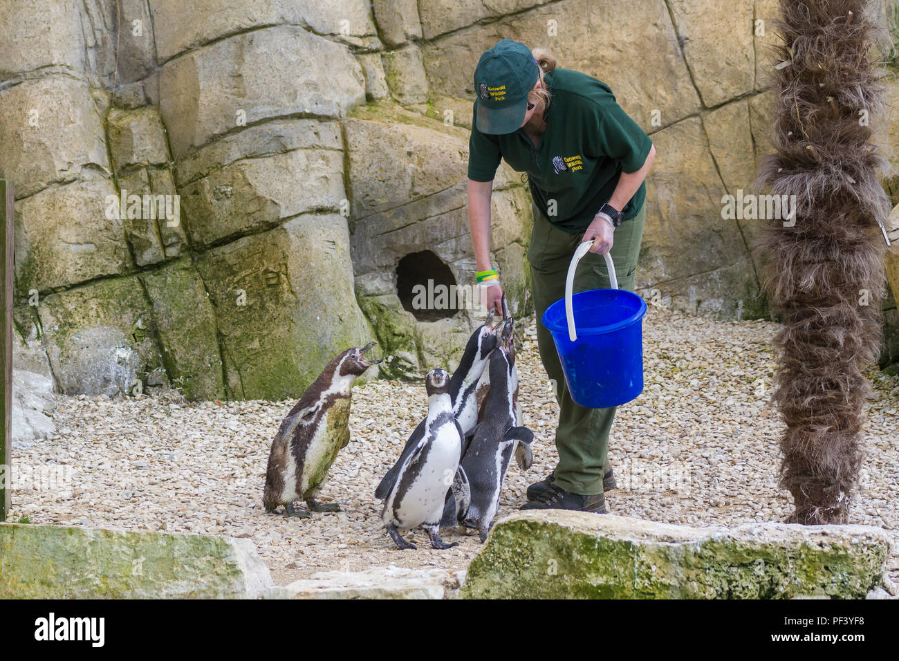 Les pingouins d'être nourris à Longleat Safari Park Banque D'Images