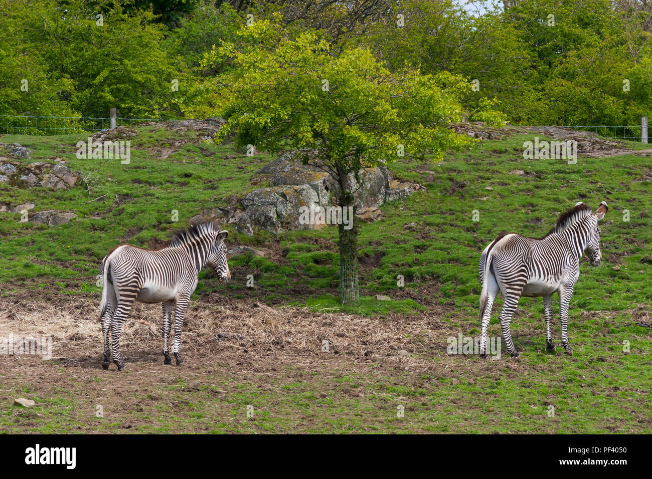 Les zèbres sur le Lecteur Safari au Parc Safari de Longleat. Banque D'Images