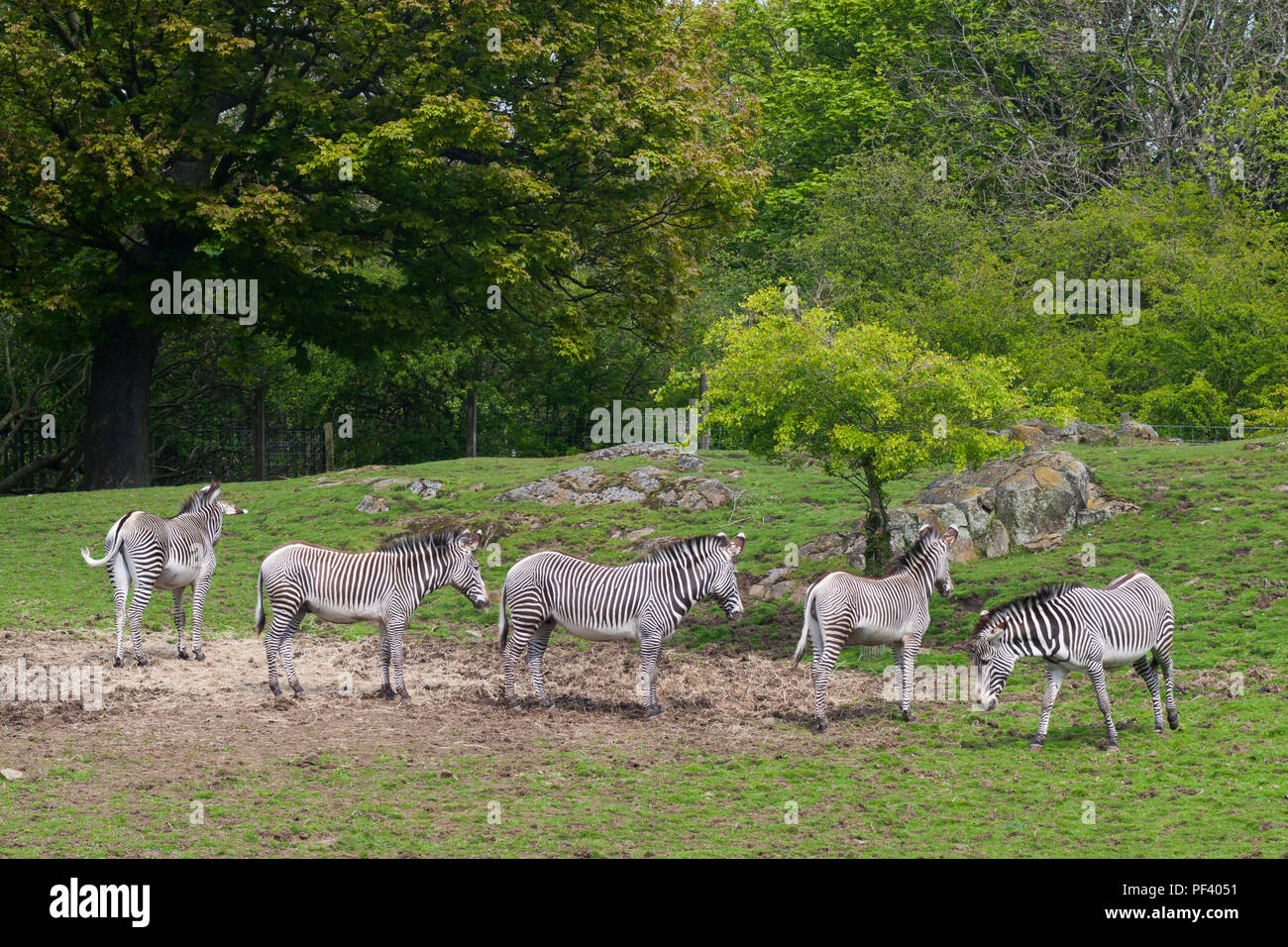Les zèbres sur le Lecteur Safari au Parc Safari de Longleat. Banque D'Images
