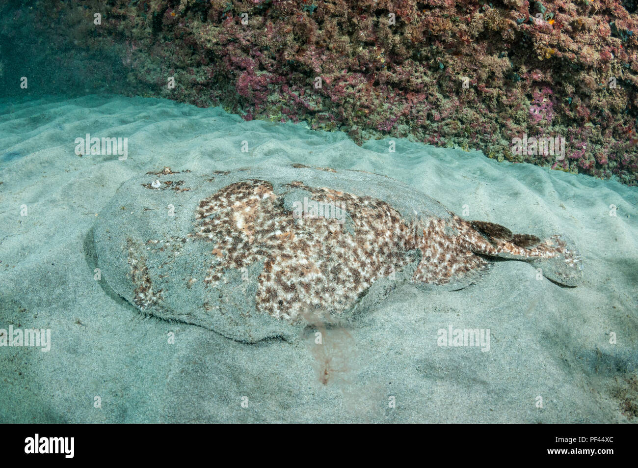 La raie torpille, marmorata, fond de sable, La Graciosa, Îles Canaries, Espagne Banque D'Images