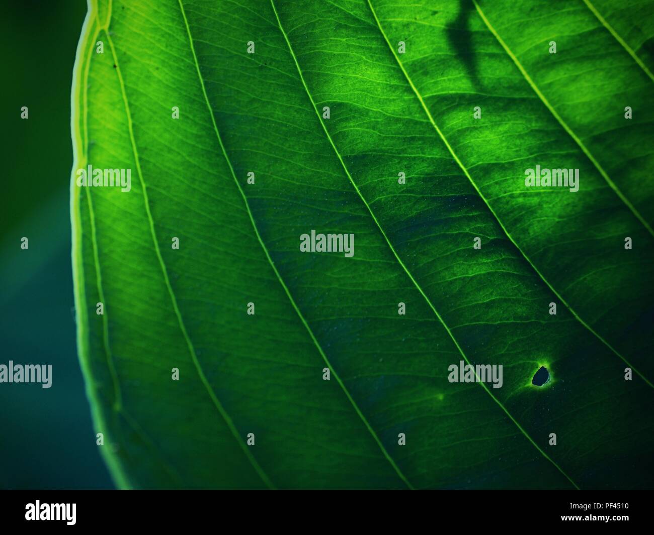 Contour des feuilles de l'hostа plan, une végétation luxuriante. Feuilles de couleur vert foncé d'une plante. Le hosta dans le jardin Banque D'Images