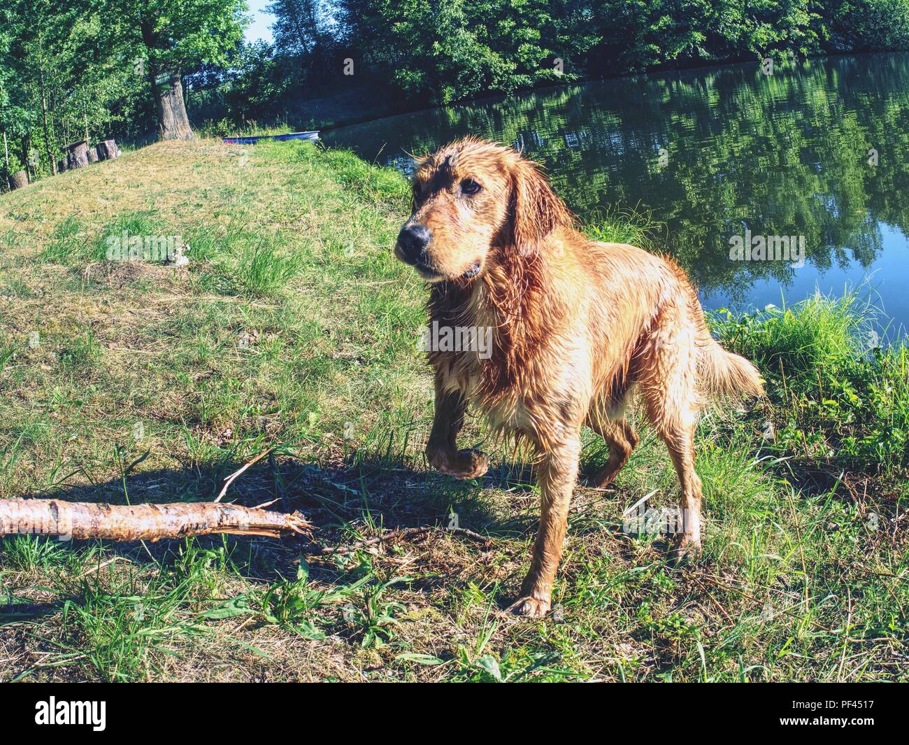 Jeune Golden Retriever Nager Et Jouer à Létang Formation
