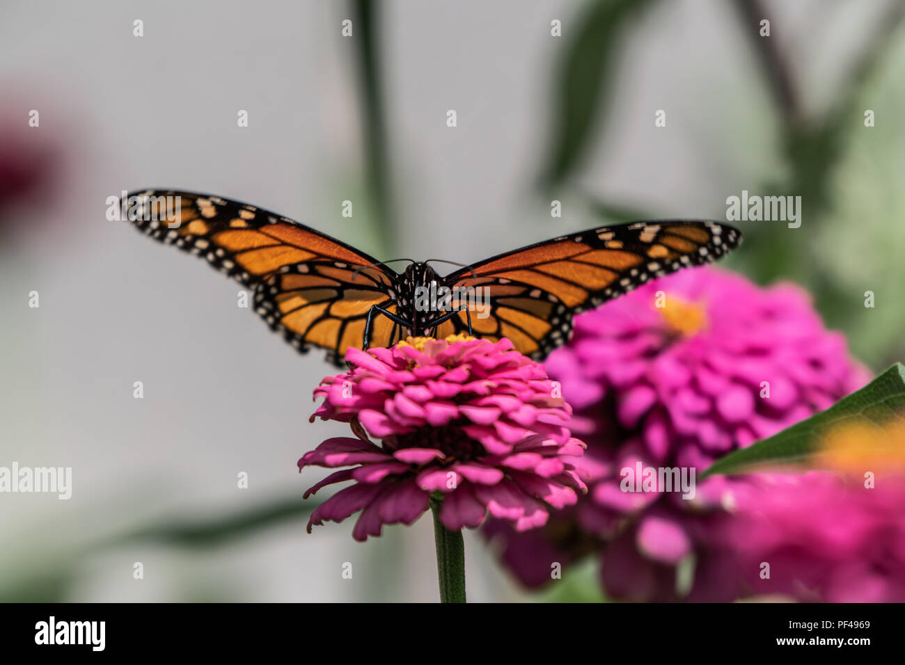 Un papillon monarque repose sur le dessus d'un zinnia fleur dans un jardin d'été Banque D'Images