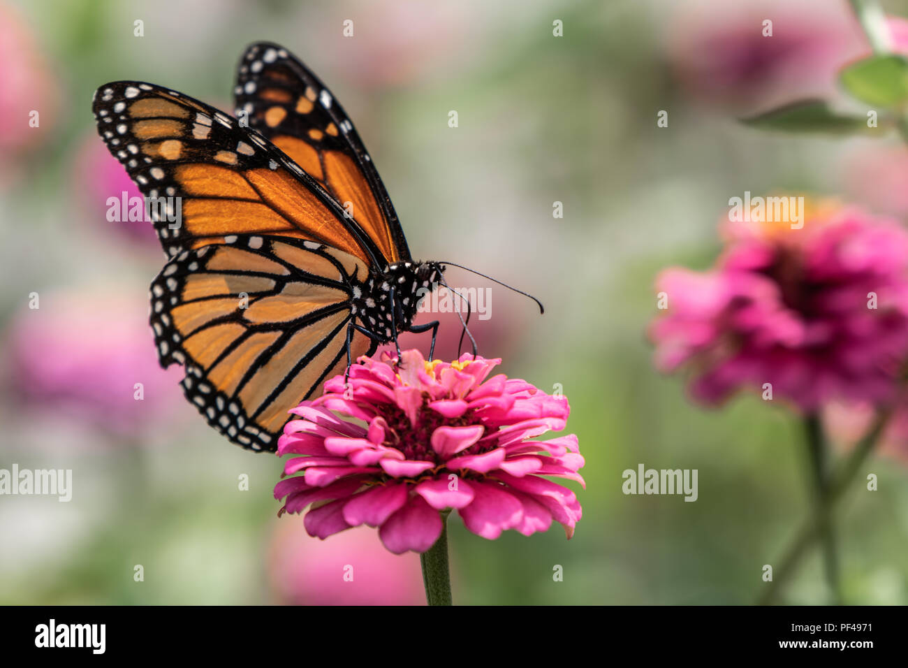 Un papillon monarque repose sur le dessus d'un zinnia fleur dans un jardin d'été Banque D'Images