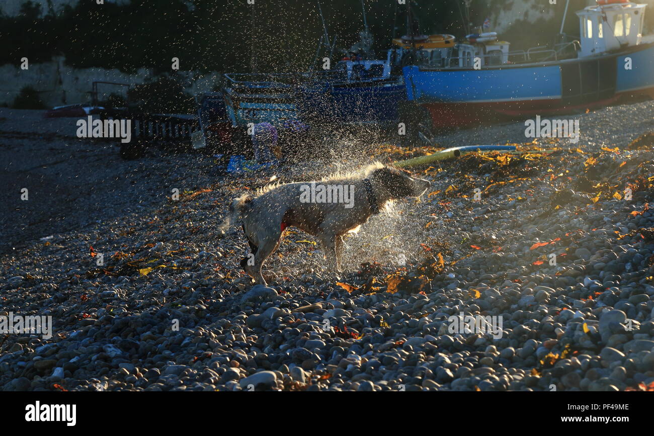 Chien secouer l'eau sur la plage de galets de village de la bière dans le Devon Banque D'Images