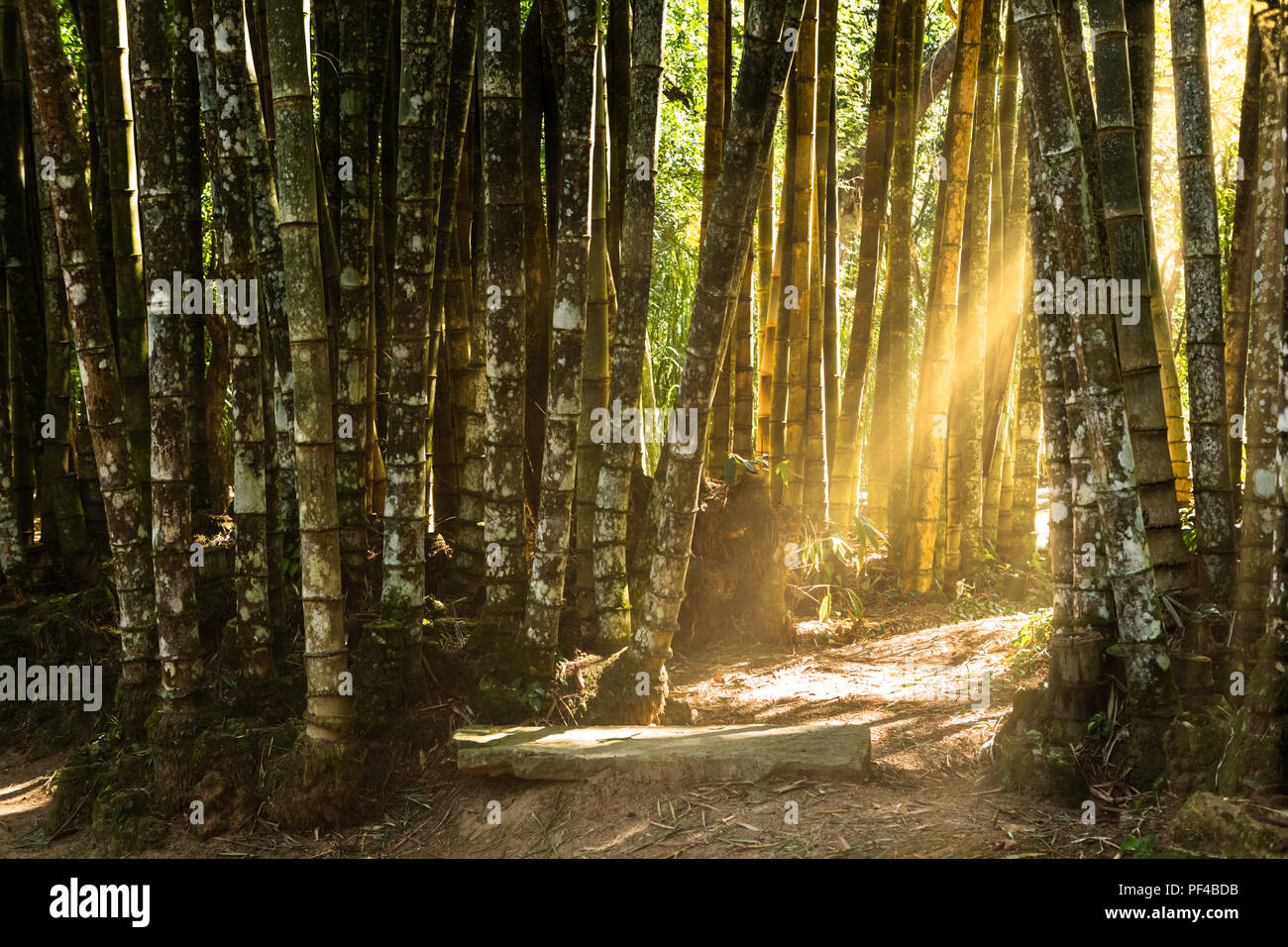 Forêt de bambous géants Banque D'Images
