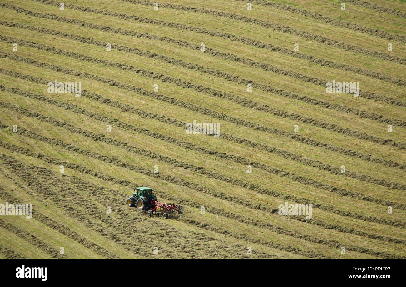 Un tracteur dans un champ, le ratissage de l'herbe coupée en lignes avant la mise en balles pour l'alimentation animale. Banque D'Images