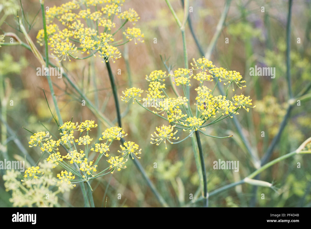 Foeniculum vulgare purpureum. Fenouil Bronze fleurs. Banque D'Images