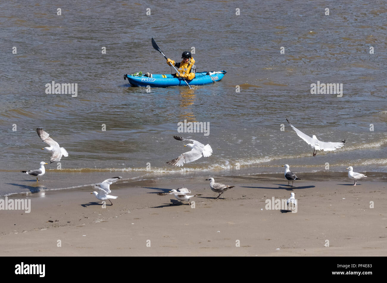 Homme kayak sur la Tamise à Londres Angleterre Royaume-Uni UK Banque D'Images