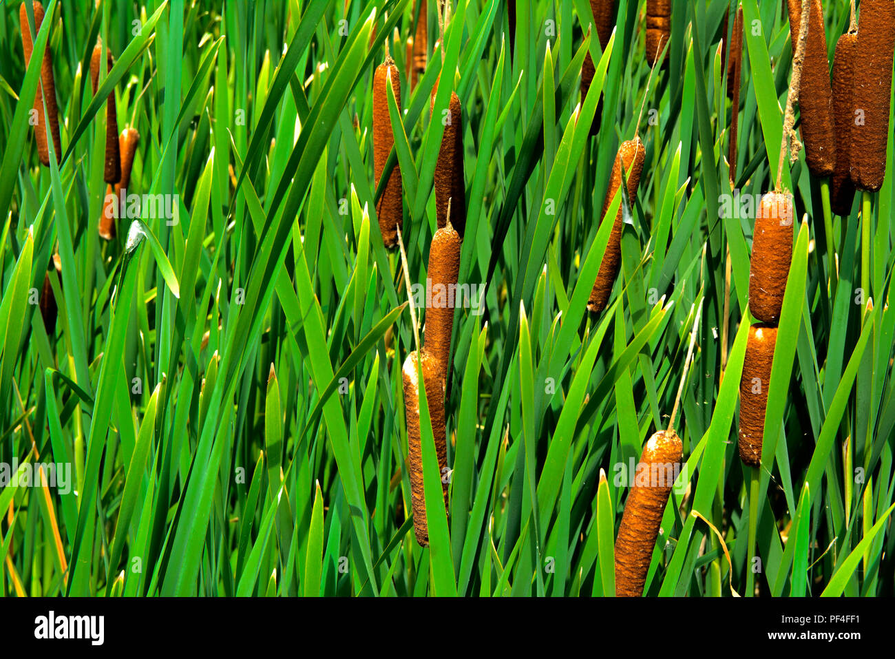 Détails de plantes de couleur verte Typha, également appelé reed sur le lac. Les roseaux sont utilisés pour le tissage des sacs, des paniers, des nattes, des tapis, ainsi que pour de Banque D'Images