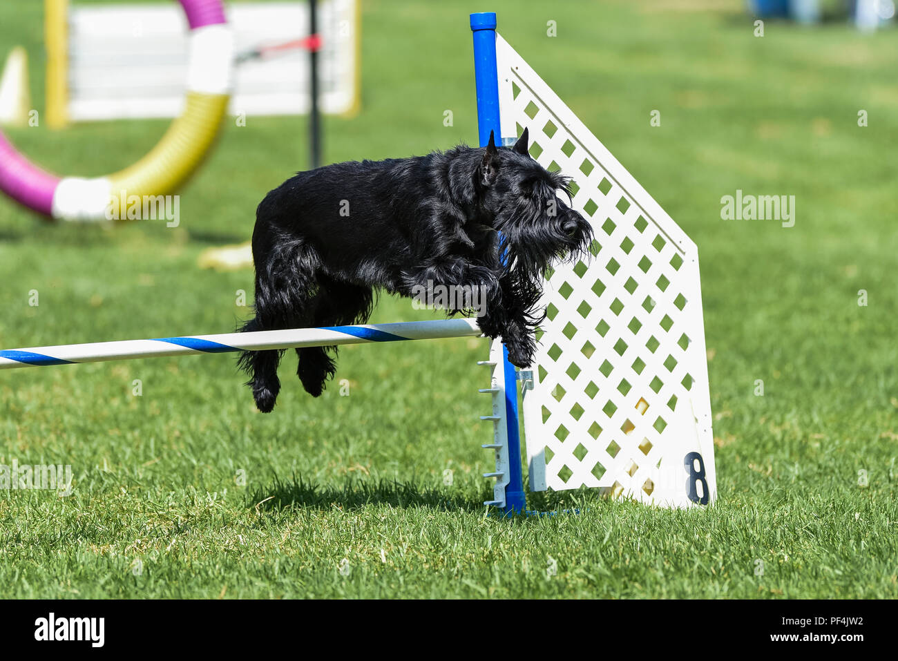 Californie, USA. 18 août 2018. Spitz Loup Club de Californie du Sud sentiers agilité chien dog show au Mile Square Park à Fountain Valley, Californie, le 18 août 2018. Crédit Crédit : Benjamin Ginsberg : Benjamin Ginsberg/Alamy Live News Crédit : Benjamin Ginsberg/Alamy Live News Banque D'Images