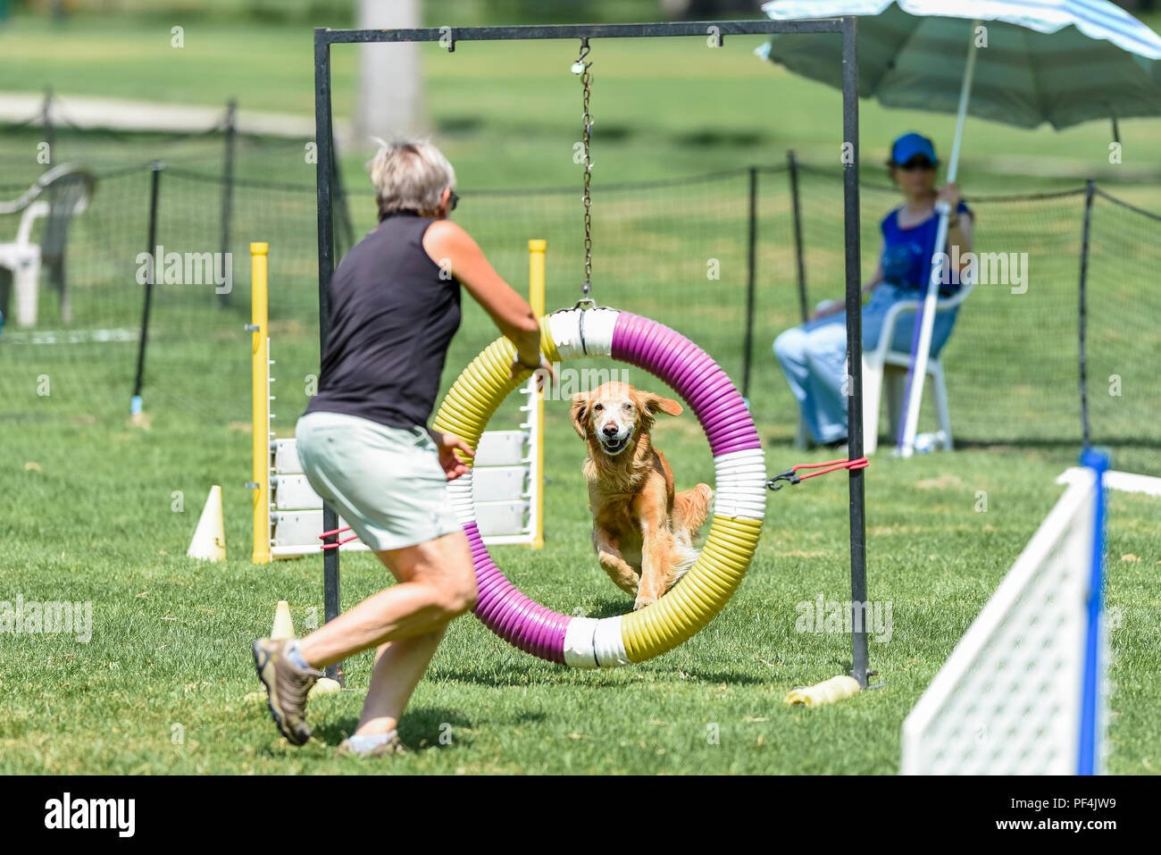 Californie, USA. 18 août 2018. Spitz Loup Club de Californie du Sud sentiers agilité chien dog show au Mile Square Park à Fountain Valley, Californie, le 18 août 2018. Crédit Crédit : Benjamin Ginsberg : Benjamin Ginsberg/Alamy Live News Crédit : Benjamin Ginsberg/Alamy Live News Banque D'Images