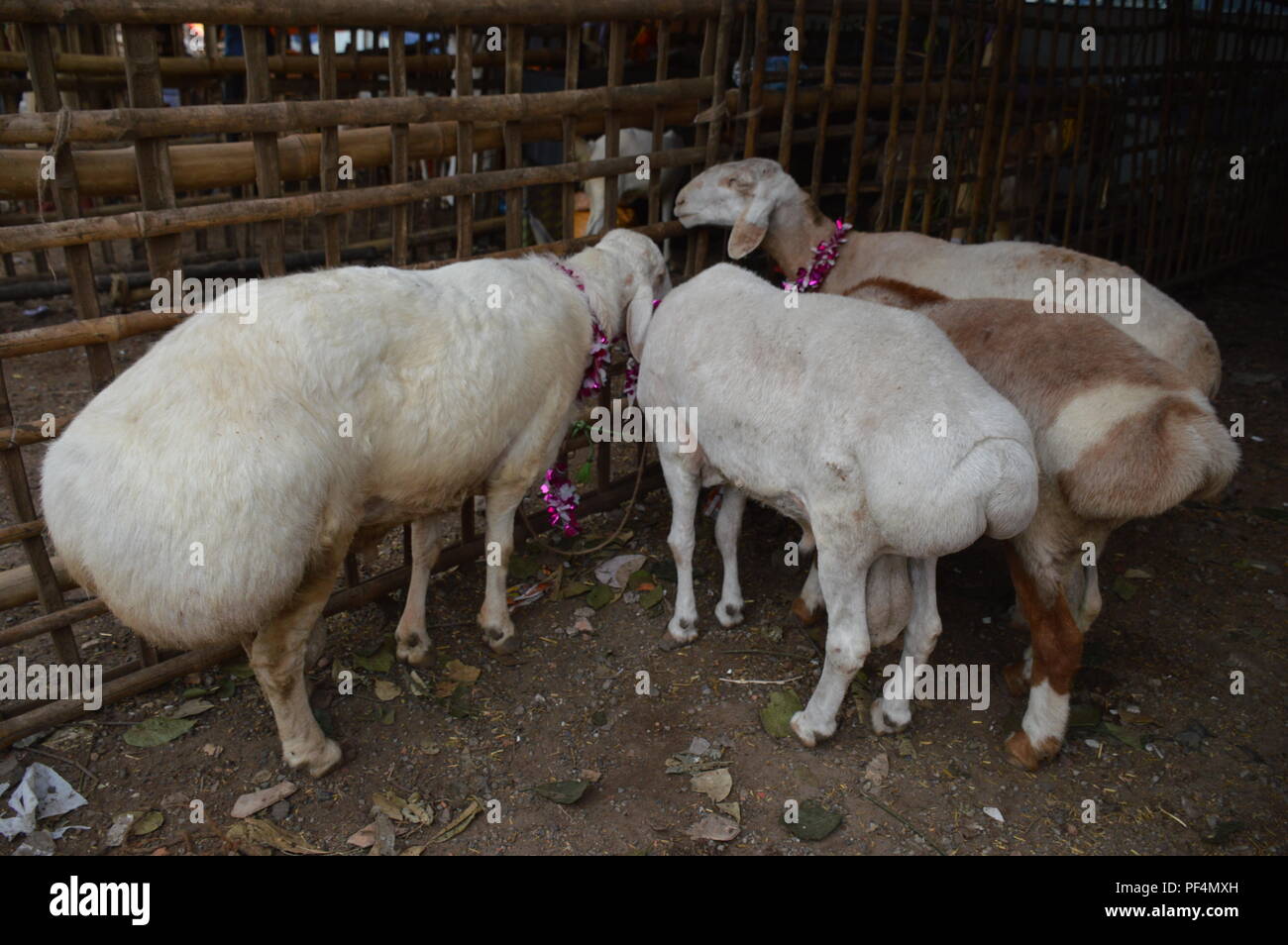 Mouton à queue grasse Banque de photographies et d’images à haute résolution Alamy