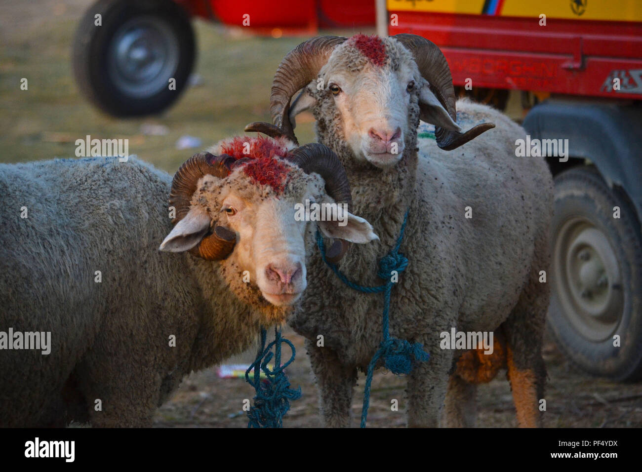 Srinagar, Jammu-et-Cachemire, en Inde. Août 19, 2018. Vu les moutons destinés à la vente pour le prochain festival.Tous les musulmans à travers le monde les Musulmans célèbrent l'Aïd Al-Adha ou la fête du sacrifice en abattant le bétail que les moutons, les chèvres, les vaches, les boeufs et les chameaux comme un hommage au Prophète Abraham's dévotion à Allah qu'il était prêt à sacrifier son fils pour montrer l'obéissance à Dieu. Credit : Masrat Zahra/SOPA Images/ZUMA/Alamy Fil Live News Banque D'Images