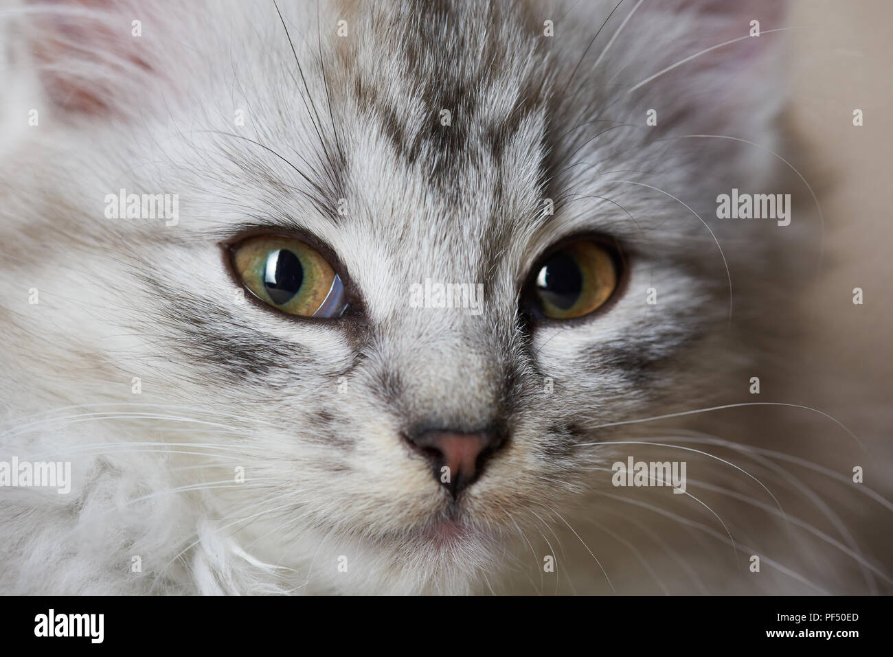 Close-up portrait de chat gris moelleux à la fenêtre de Banque D'Images