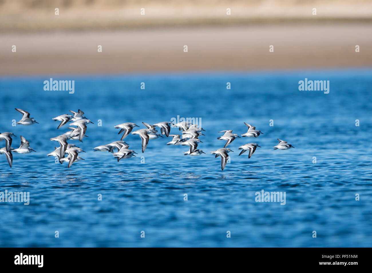 Un troupeau de Bécasseau sanderling (Calidris alba) en vol juste au-dessus de la surface de l'eau, flotte le Loch, Sutherland, Scotland, UK Banque D'Images