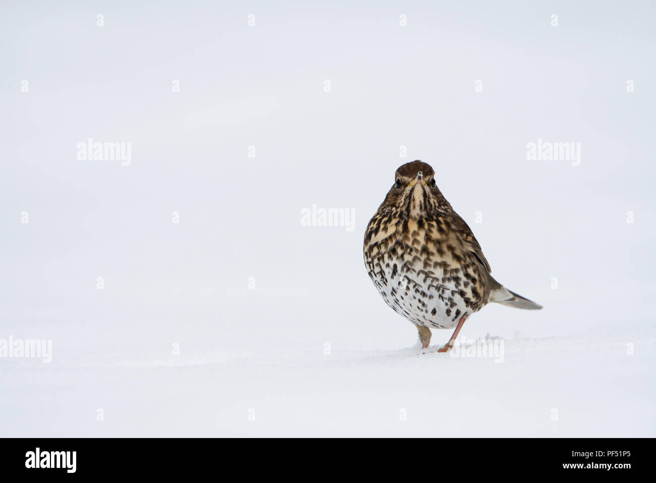 Une Grive musicienne (Turdus philomelos) à la recherche de nourriture dans la neige profonde, Kildary, Ross-shire, Scotland, UK Banque D'Images