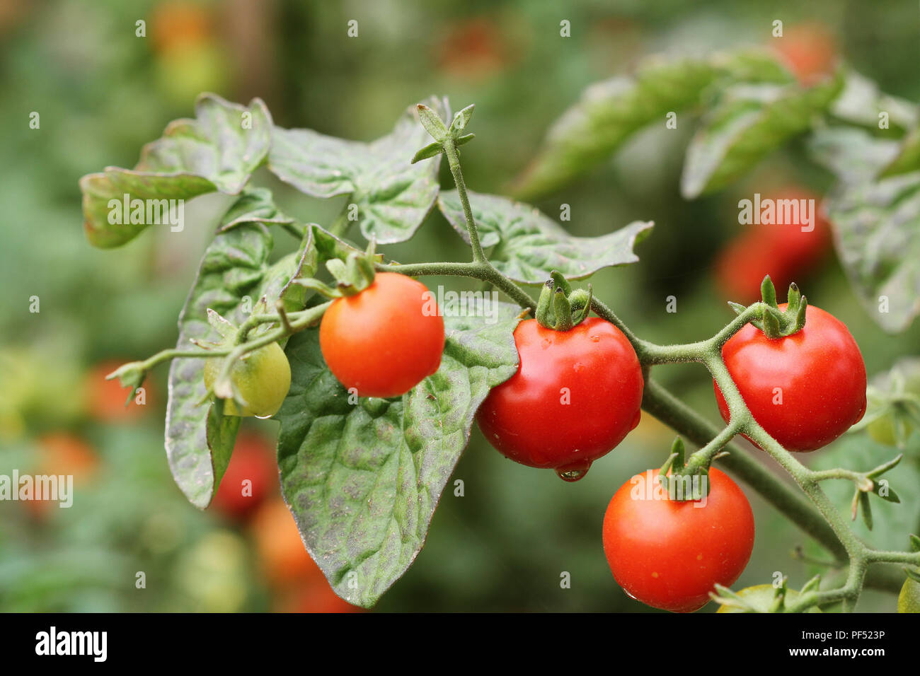 Cerise mûre les tomates biologiques en jardin prêt pour la récolte Banque D'Images