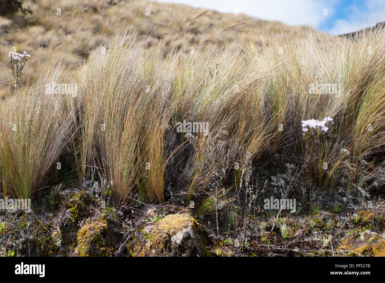 La végétation variée, ou Paramo, poussant dans le Parc National El Cajas, Equateur, Amérique du Sud Banque D'Images