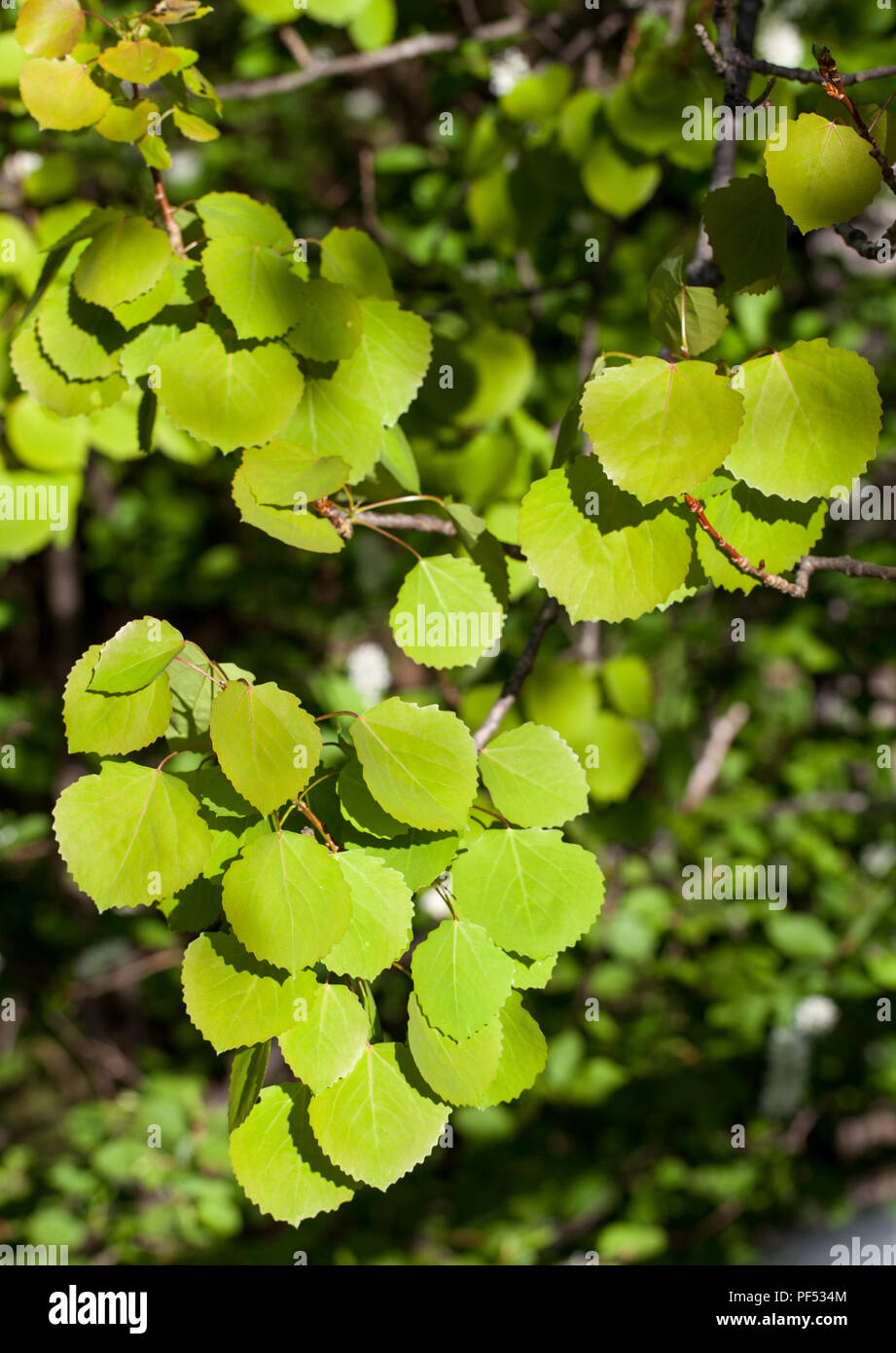 Les jeunes feuilles de tremble (Populus tremula) Banque D'Images
