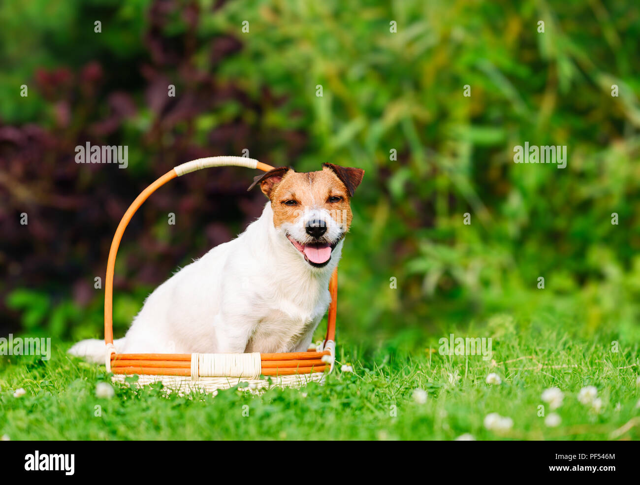 Jack Russell Terrier chien assis à l'intérieur vert Panier à pelouse Banque D'Images