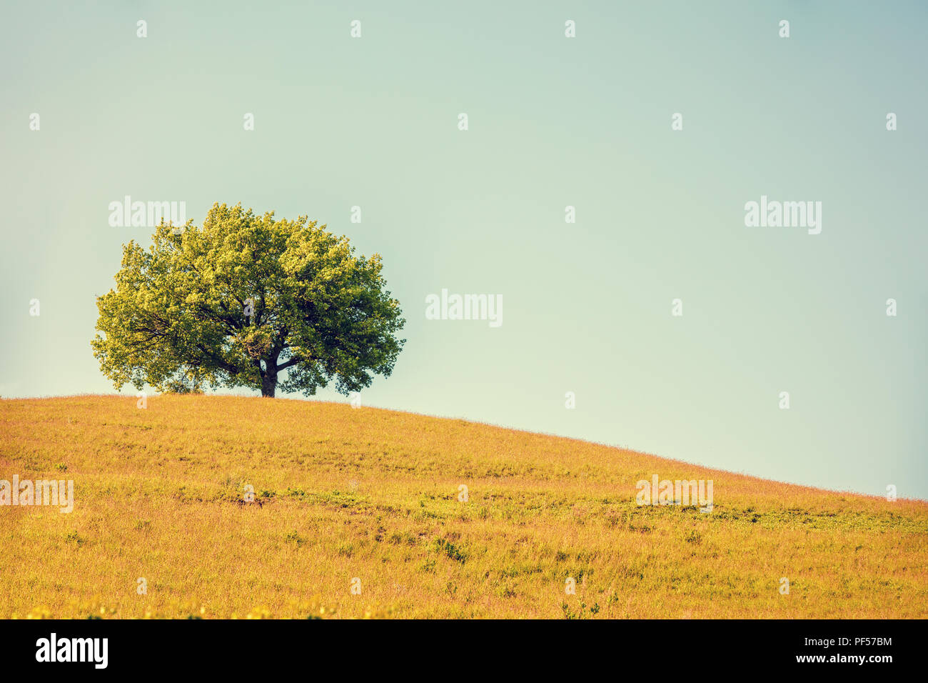 Seul olivier sur colline, couverte d'herbe verte, belle nature fraîche, Toscane, Italie Banque D'Images