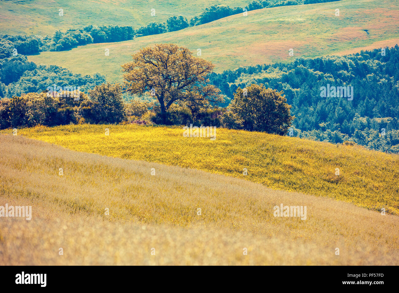 Beau paysage, printemps nature. Vue de dessus de beaux champs et plantations d'oliviers sur les collines de Toscane, Italie Banque D'Images